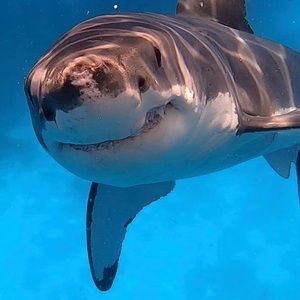 Meet your Posher, Piper